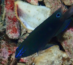 Pomacentrus polyspinus