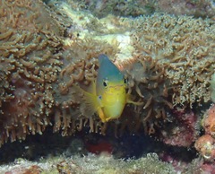 Eyespot Damselfish photo 4