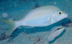 Scolopsis monogramma