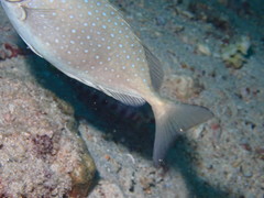 Siganus sutor