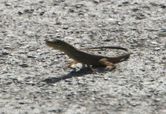 Anolis roquet salinei