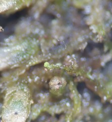 Cephaloziella spinigera