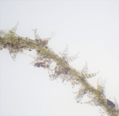Cephaloziella spinigera