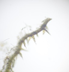Cephaloziella spinigera