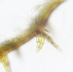 Cephaloziella spinigera
