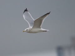 Larus argentatus