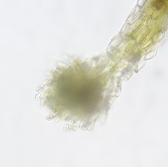 Cephaloziella spinigera