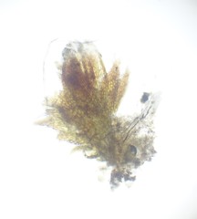 Cephaloziella spinigera