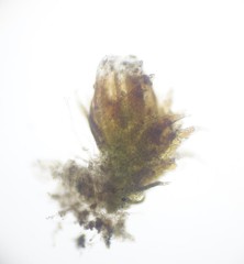 Cephaloziella spinigera