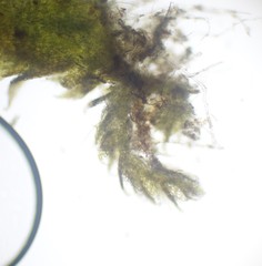 Cephaloziella spinigera