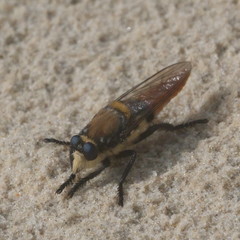 Eccritosia rubriventris