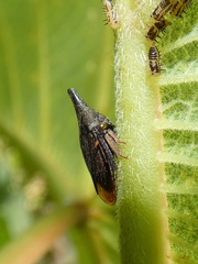 Aconophora