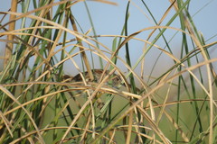 Limnoctites sulphuriferus