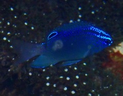 Pomacentrus polyspinus