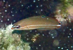 Halichoeres chrysotaenia
