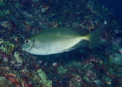 Siganus sutor