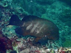 Cephalopholis polyspila