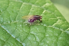 Poecilohetaerus aquilus