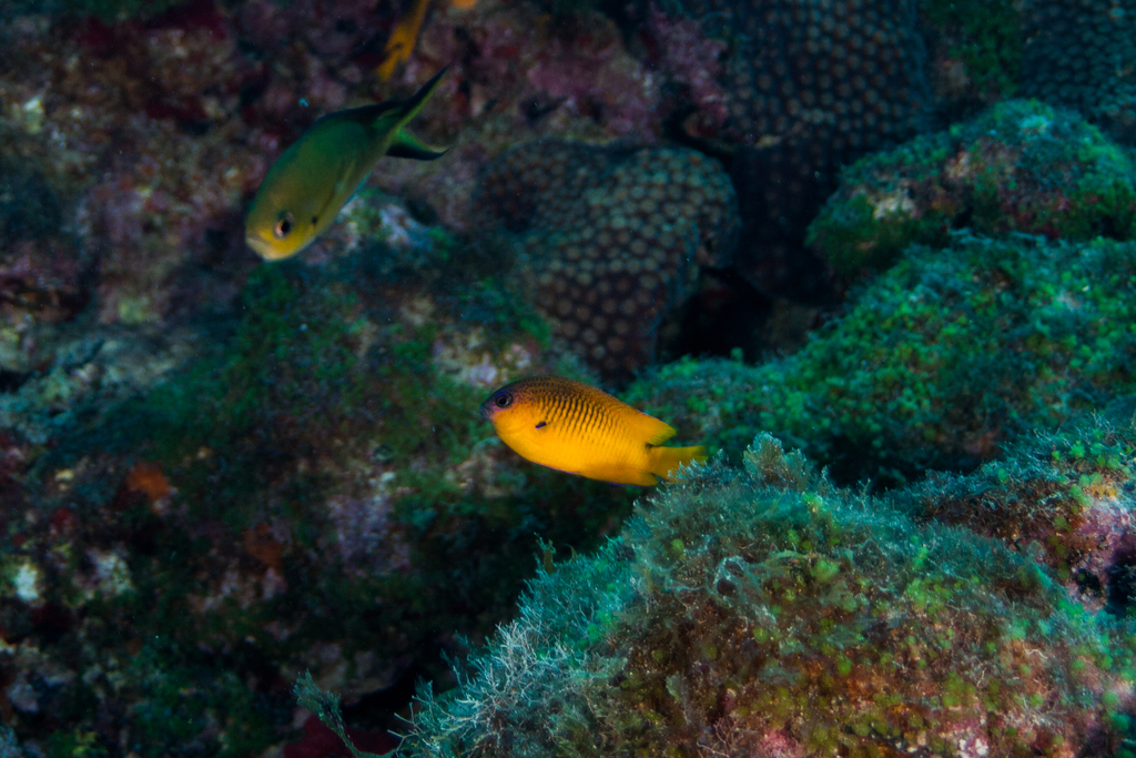 Rocas damselfish (Stegastes rocasensis) — Pomacentridae