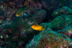 Stegastes rocasensis