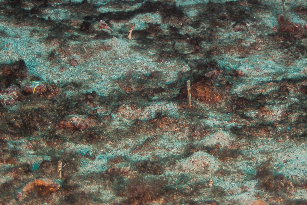 Giraffe-spotted Garden Eel