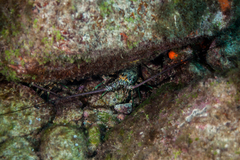 Panulirus laevicauda