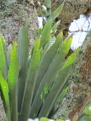 Vriesea gigantea