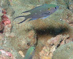 Neopomacentrus anabatoides