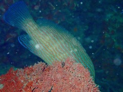 Cephalopholis formosa