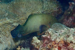 Cephalopholis polyspila