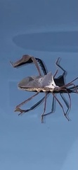 Acanthocephala declivis image
