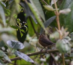 Diglossa albilatera