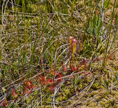 Drosera