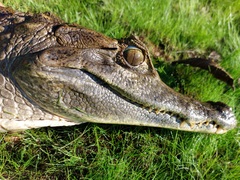 Caiman crocodilus crocodilus