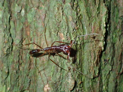 Anochetus