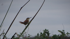 Limnoctites rectirostris