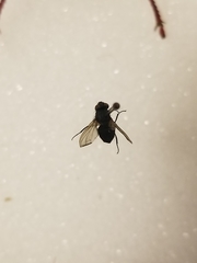 Diptera