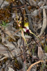 Caladenia villosissima