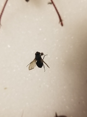 Diptera