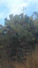 Opuntia joconostle