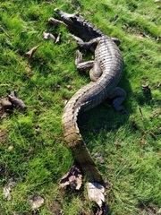 Caiman crocodilus crocodilus