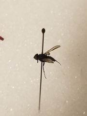 Diptera