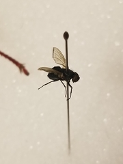 Diptera