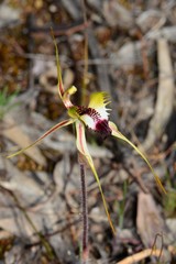 Caladenia villosissima