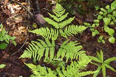 Pteridium latiusculum latiusculum