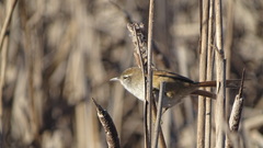 Limnoctites sulphuriferus
