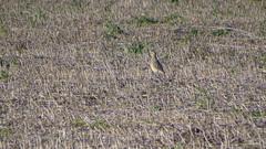 Oreopholus ruficollis