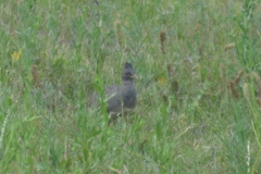 Nothoprocta pentlandii