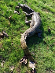Caiman crocodilus crocodilus
