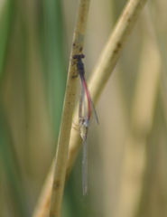 Oxyagrion rubidum